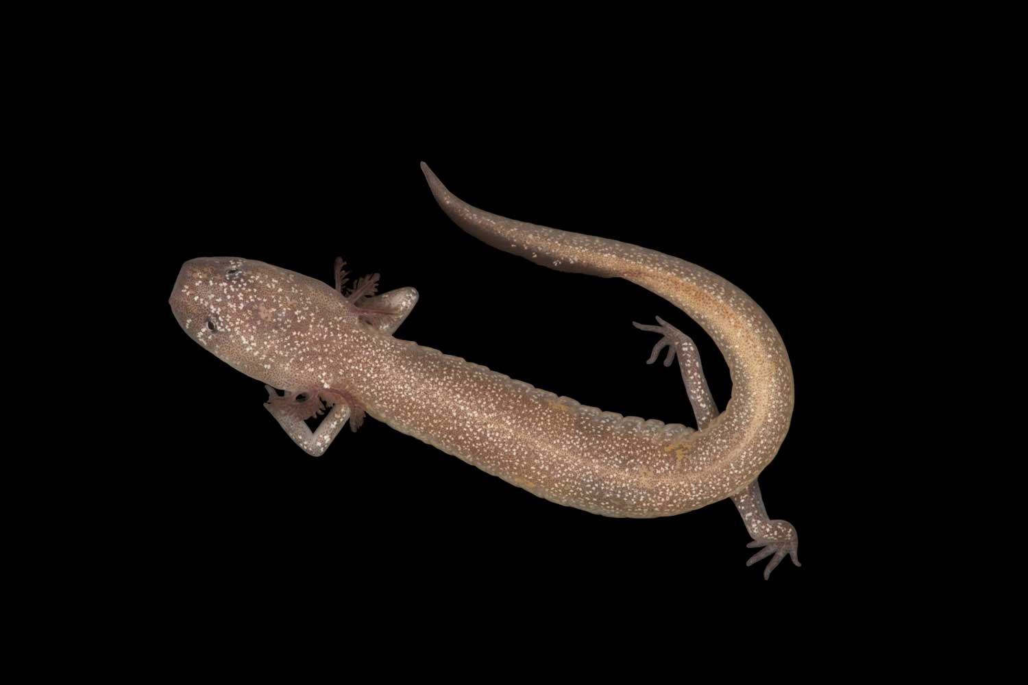 Barton Springs Salamander (Photo Courtesy Tom Devitt)