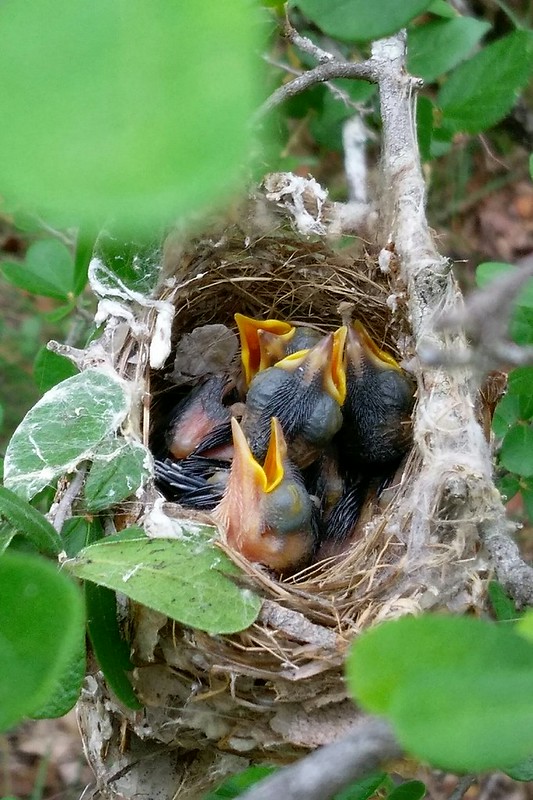 Black-capped Vireo nest (Travis County Website, Paul Fushille)