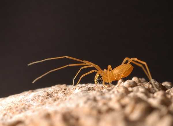 The endangered Bone Cave harvestman (Texella reyesi), arachnid