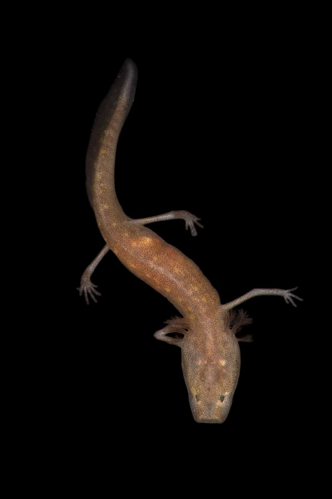 Austin Blind Salamander (Photo Courtesy Tom Devitt)