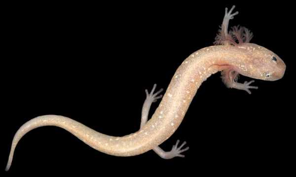 Austin Blind Salamander