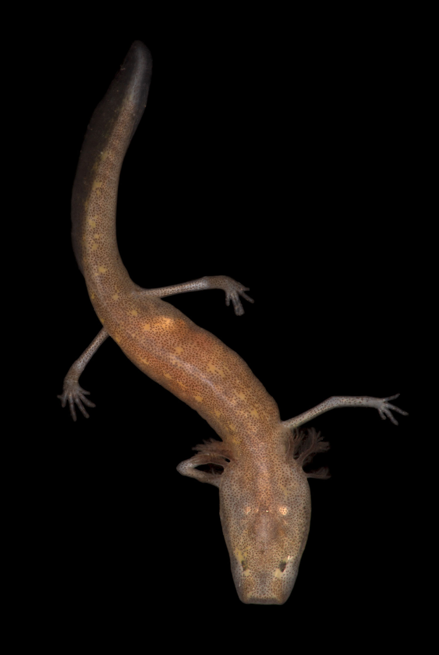 Photo of Austin Blind Salamander