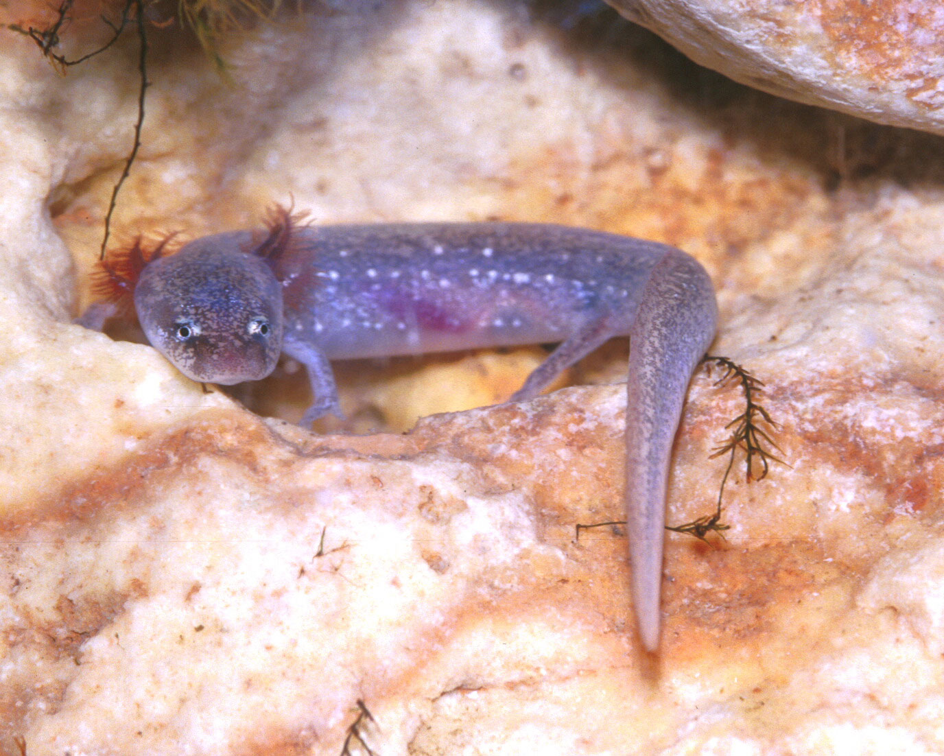 Photo of Austin Blind Salamander