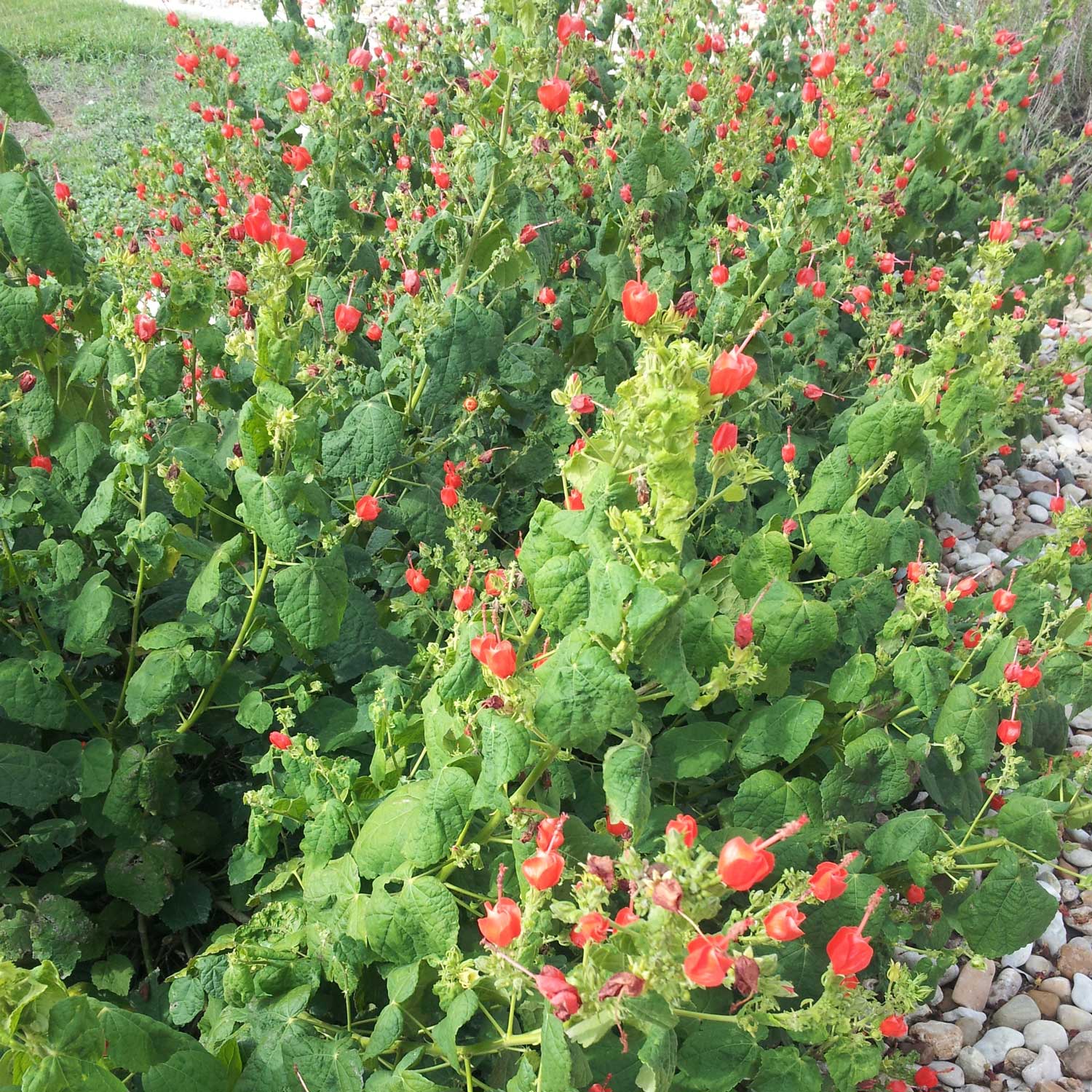 Photo of Turk’s Cap