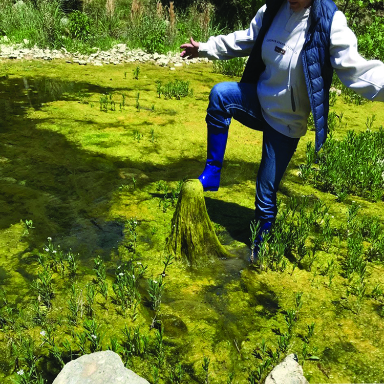 Direct discharge of treated sewage effluent into creeks and streams causes algae blooms.