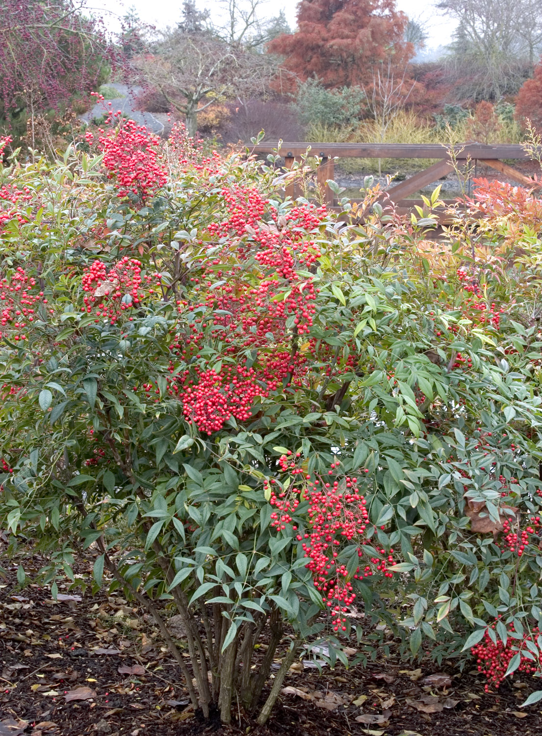 Landscaping with invasive species such as this Nandina shrub disrupts native habitat. Use native species when designing your garden.